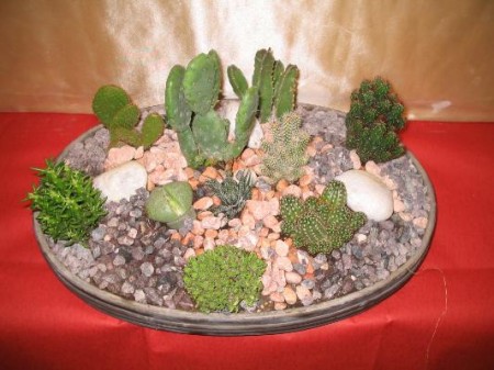 Consigli per creare dei giardini in miniatura con le piante d’appartamento