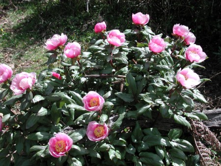 Come coltivare le peonie e prendersi cura del fiore della timidezza