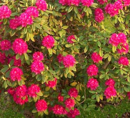 Come coltivare il rododendro, pianta da giardino e da balcone