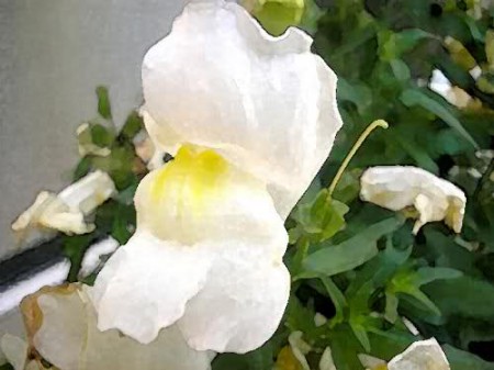 bocca di leone