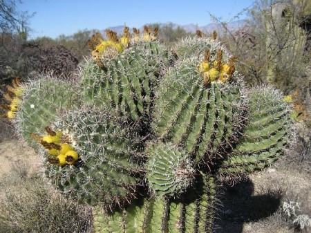 Quando e come bisogna bagnare i cactus? Per voi e le vostre piante, dei preziosi consigli