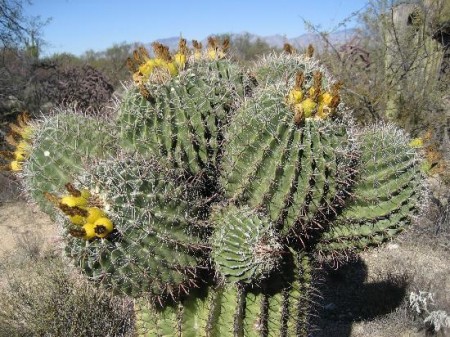 cactus