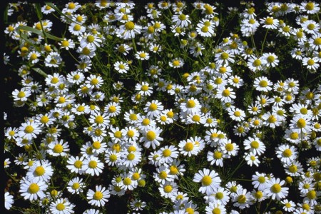 Cucinare con i fiori: prepariamo un gustoso liquore realizzato con la camomilla