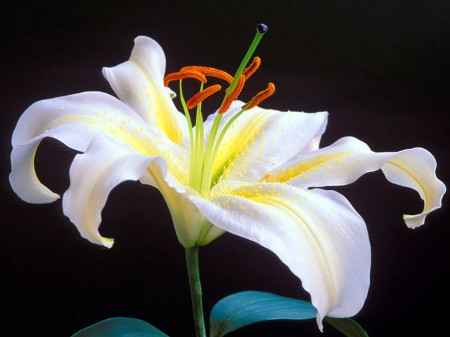 Come prendersi cura del giglio, il fiore più elegante e sofisticato: consigli per voi!
