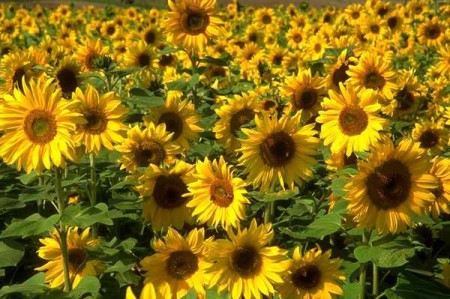 Cucinare con i fiori più belli e profumati: la ricetta della minestra di girasole