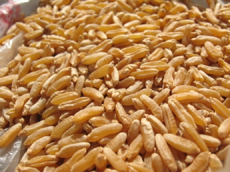 Kamut, il cereale ricco di sali minerali e vitamine