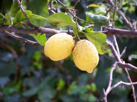 Una bella pianta di limoni in giardino o sul balcone: come prendersi cura dell’agrume profumato?