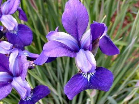 piantare iris