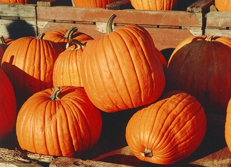 Come si coltiva una zucca, simbolo di Halloween? Consigli per il prossimo anno!