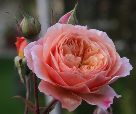 Fiori da regalare per una nascita, quali scegliere e di che colore, per non sbagliare dono