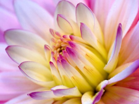 Cucinare con i fiori, la ricetta dei biscotti ai fiori di dalia