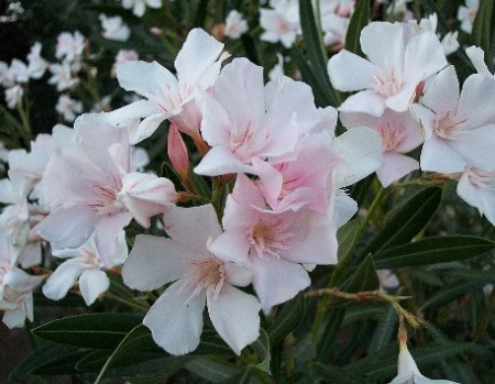 Coltivare un oleandro in giardino, consigli utili per piantare questo albero decorativo