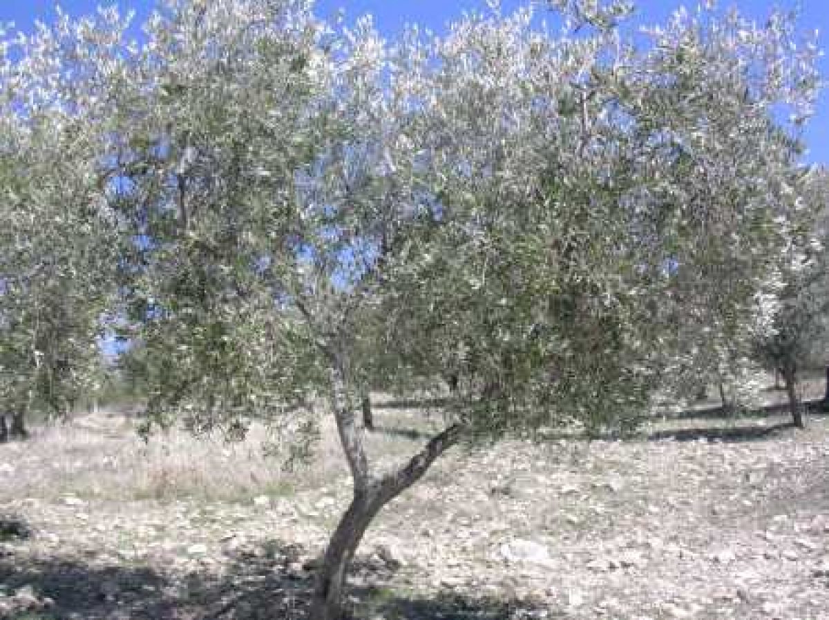 tosse gemiti spada periodo per piantare l ulivo 鍔 trattenere Zelo