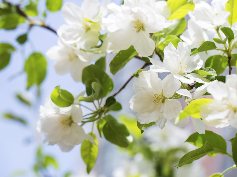 Coltivare la begonia, come prendersi cura di questo fiore profumato e colorato