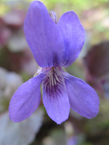 Ricette con i fiori, come secondo piatto di pesce le sogliole alle viole