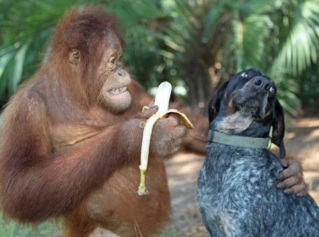 dieta degli oranghi obesita