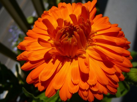 fiore calendula