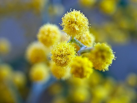 Ricette con i fiori, le frittelle dolci con i fiori di acacia, gustose e profumate