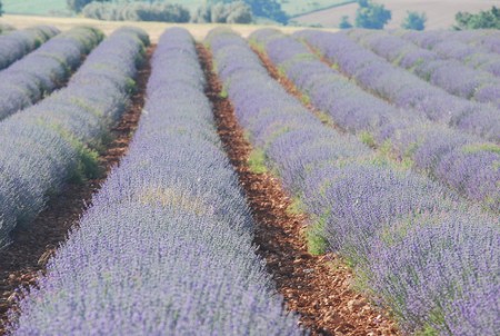 Ricette con i fiori, pasta con il sugo ai fiori di lavanda