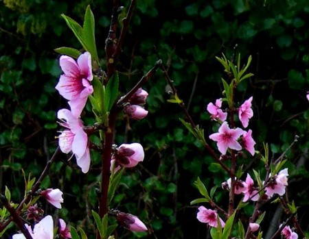 Ricette con i fiori, come secondo piatto il petto di pollo ai fiori di pesco