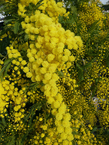 Ricette con i fiori, realizziamo una dolce marmellata ai fiori di acacia e mele