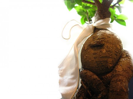 Bonsai Ficus Ginseng fai da te, come realizzare e coltivare questa pianta