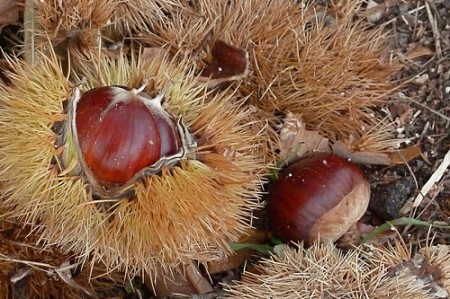 Lavoretti per bambini, fuochi d’artificio innocui con castagne e carta colorata