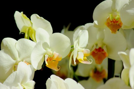 come coltivare le orchidee