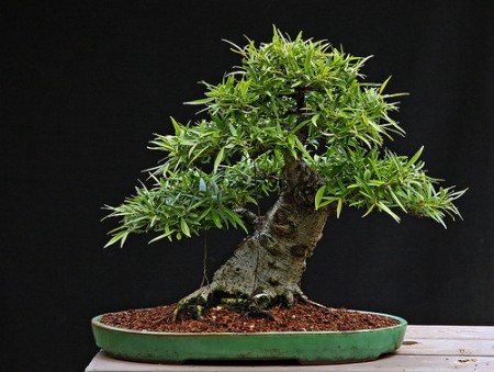 ficus bonsai