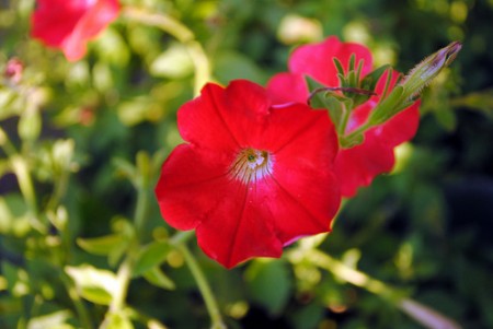 Come curare le petunie, consigli per avere una pianta ricca di fiori sani