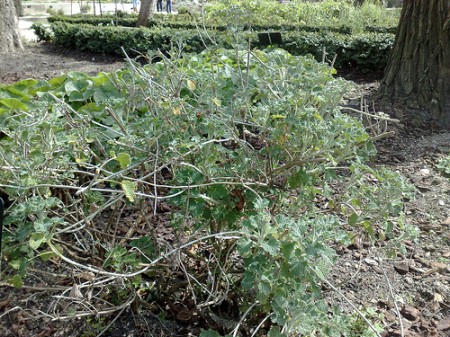 Ricette con i fiori, deliziose e salutari tisane per dimagrire con la natura