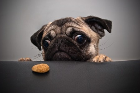 Risparmiare spese animali domestici