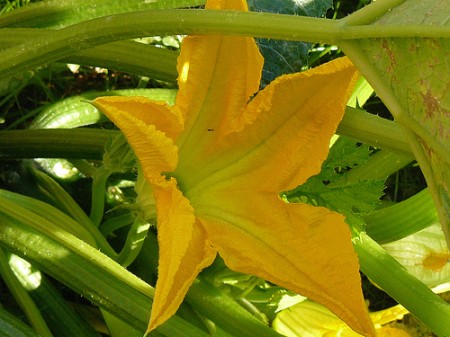 Ricette con i fiori, antipasto con bruschetta di fiori di zucca, mozzarella e acciughe