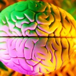 I 5 sensi sono collegati a livello cerebrale, potenziandone uno si rafforzano gli altri