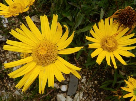 Arnica Montana: valido aiuto per gli sciatori