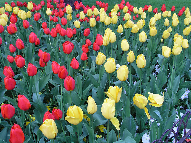 Ricette con i fiori, una macedonia di tulipani come dessert