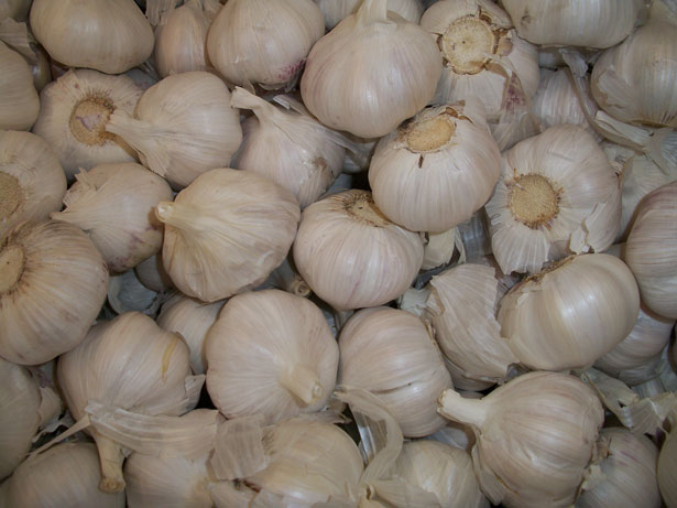 aglio proprietà benefiche