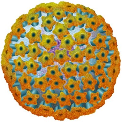 mononucleosi virus
