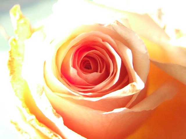 petali di rosa in cucina