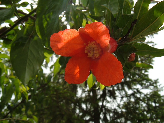 Ricette con i fiori, il dolce ai fiori di melograno