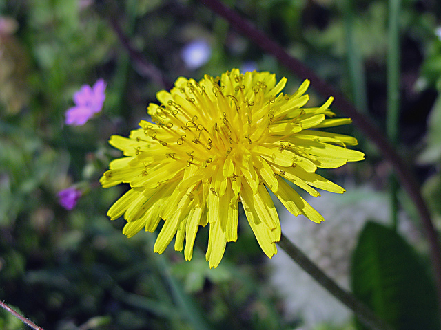 Ricette con i fiori, la frittata ai fiori di tarassaco (o denti di leone)