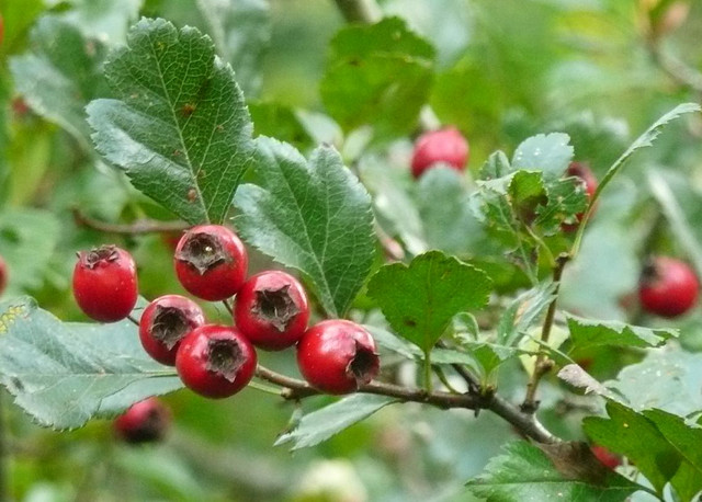 bacche biancospino