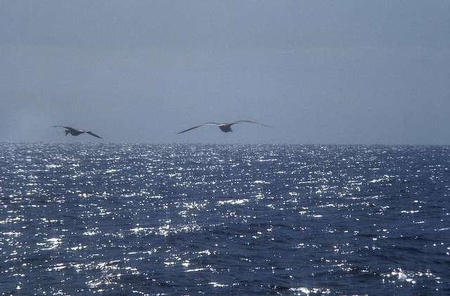 Canarie