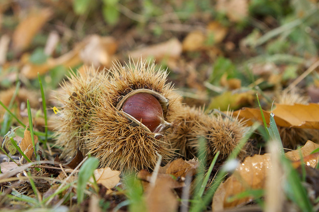 Frutta e verdura di stagione, cosa acquistare nei mesi autunnali