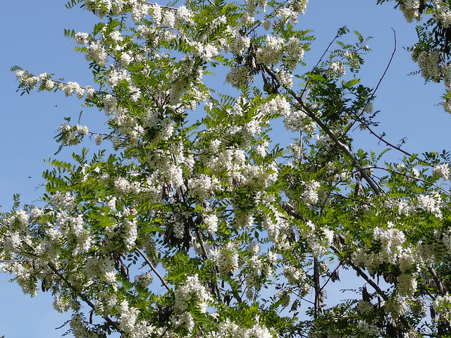 Ricette con i fiori, le frittelle con i fiori di robinia