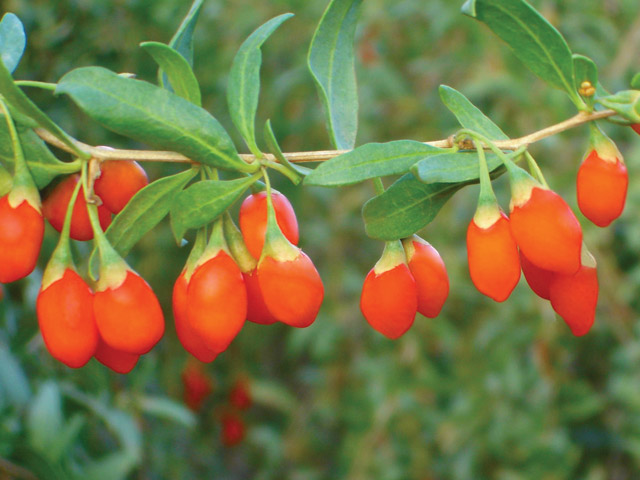 Acai e goji: posologia e coltivazione delle bacche della bellezza