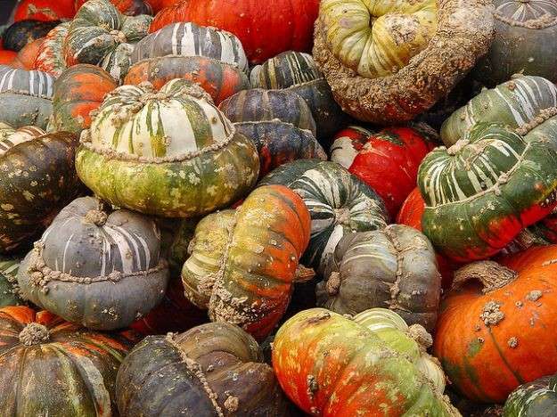 Zucche da colorare