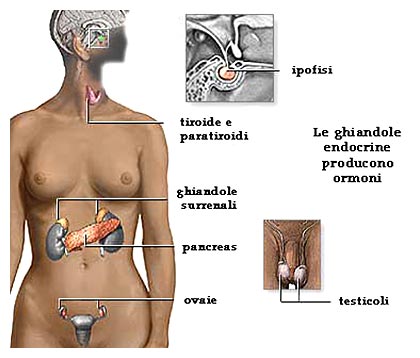 Ghiandole surrenali: disfunzioni e patologie