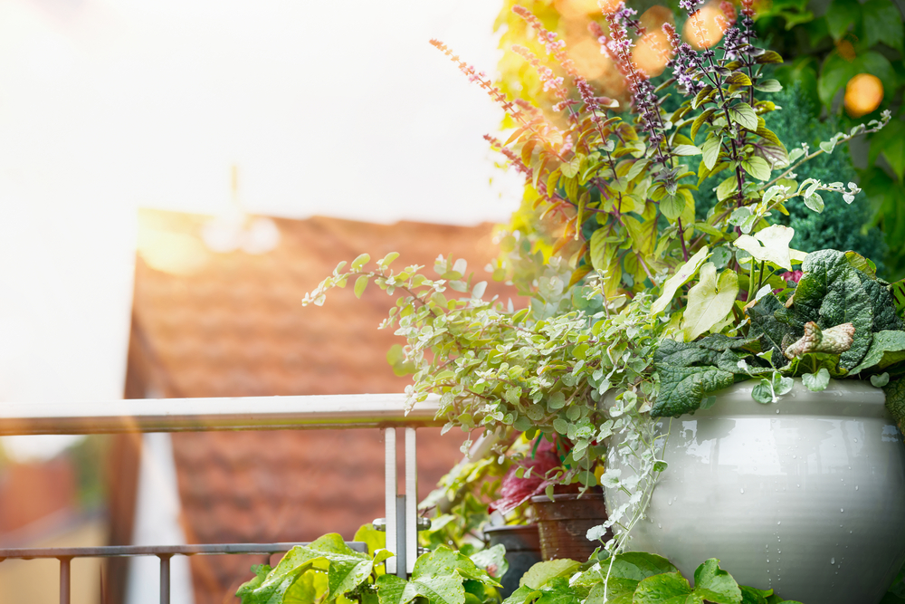 Piante e fiori da balcone perenni o resistenti