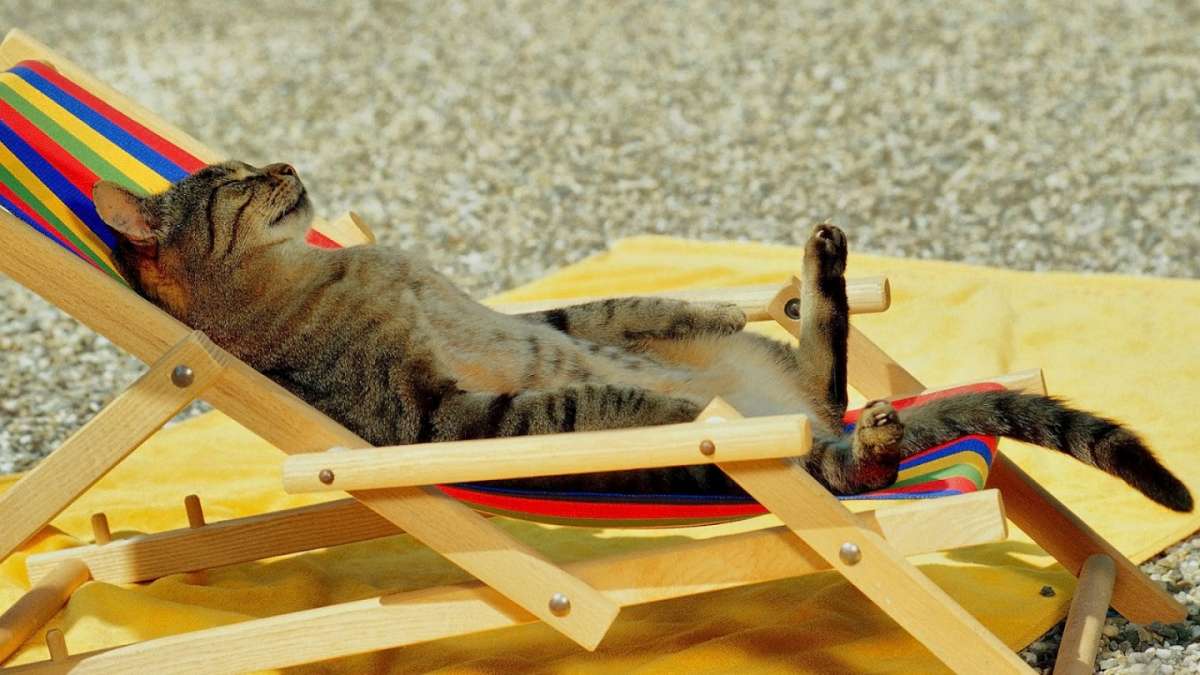 Relax in spiaggia per il gatto